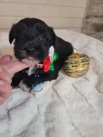 Holly, a female Miniature Schnauzer for sale in Fairhope, AL – Photo 2 of 5