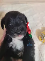 Holly, a female Miniature Schnauzer for sale in Fairhope, AL – Photo 3 of 5