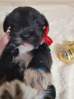 Holly, a female Miniature Schnauzer for sale in Fairhope, AL – Photo 4 of 5