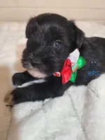 Holly, a female Miniature Schnauzer for sale in Fairhope, AL – Photo 1 of 5