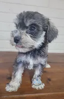 Nina, a female Miniature Schnauzer for sale in Fairhope, AL – Photo 2 of 6