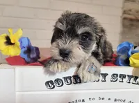 Nina, a female Miniature Schnauzer for sale in Fairhope, AL – Photo 3 of 6