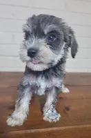 Nina, a female Miniature Schnauzer for sale in Fairhope, AL – Photo 1 of 6