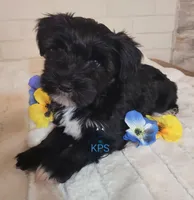 Jingle, a male Miniature Schnauzer for sale in Fairhope, AL – Photo 5 of 6