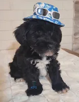 Jingle, a male Miniature Schnauzer for sale in Fairhope, AL – Photo 2 of 6