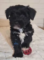 Jingle, a male Miniature Schnauzer for sale in Fairhope, AL – Photo 6 of 6