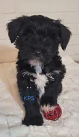 Jingle, a male Miniature Schnauzer for sale in Fairhope, AL – Photo 1 of 6