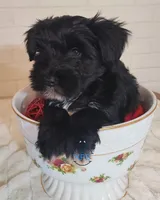 Jingle, a male Miniature Schnauzer for sale in Fairhope, AL – Photo 3 of 6