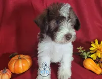 Finn, a male Miniature Schnauzer for sale in Fairhope, AL – Photo 7 of 8