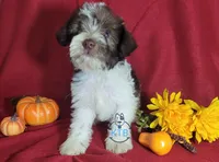 Finn, a male Miniature Schnauzer for sale in Fairhope, AL – Photo 4 of 8