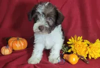 Finn, a male Miniature Schnauzer for sale in Fairhope, AL – Photo 3 of 8
