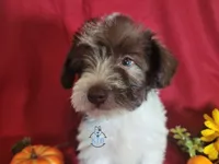 Finn, a male Miniature Schnauzer for sale in Fairhope, AL – Photo 8 of 8