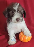 Finn, a male Miniature Schnauzer for sale in Fairhope, AL – Photo 5 of 8