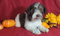Finn, a male Miniature Schnauzer for sale in Fairhope, AL – Photo 2 of 8