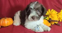 Finn, a male Miniature Schnauzer for sale in Fairhope, AL – Photo 1 of 8