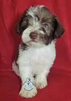 Finn, a male Miniature Schnauzer for sale in Fairhope, AL – Photo 6 of 8