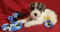 Rowdy, a male Miniature Schnauzer for sale in Fairhope, AL – Photo 1 of 8