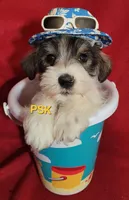 Rowdy, a male Miniature Schnauzer for sale in Fairhope, AL – Photo 4 of 8