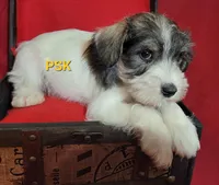 Rowdy, a male Miniature Schnauzer for sale in Fairhope, AL – Photo 6 of 8