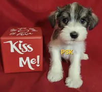 Rowdy, a male Miniature Schnauzer for sale in Fairhope, AL – Photo 2 of 8