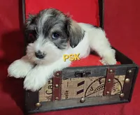 Rowdy, a male Miniature Schnauzer for sale in Fairhope, AL – Photo 8 of 8