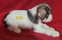 Rowdy, a male Miniature Schnauzer for sale in Fairhope, AL – Photo 7 of 8