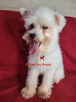 Dolly, a female Miniature Schnauzer for sale in Fairhope, AL – 8 of 8