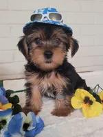 Aremis-- AKC, a male Yorkshire Terrier for sale in Fairhope, AL – Photo 3 of 5