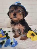 Aremis-- AKC, a male Yorkshire Terrier for sale in Fairhope, AL – Photo 2 of 5