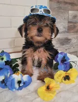 Aremis-- AKC, a male Yorkshire Terrier for sale in Fairhope, AL – Photo 1 of 5
