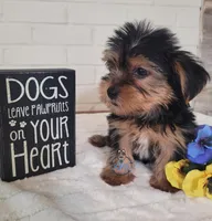 Aremis-- AKC, a male Yorkshire Terrier for sale in Fairhope, AL – Photo 5 of 5