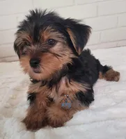 Aremis-- AKC, a male Yorkshire Terrier for sale in Fairhope, AL – Photo 4 of 5