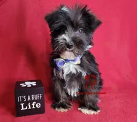 Tyson, a male Miniature Schnauzer for sale in Fairhope, AL – Photo 1 of 10