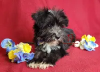 Tyson, a male Miniature Schnauzer for sale in Fairhope, AL – Photo 9 of 10
