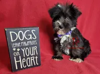 Tyson, a male Miniature Schnauzer for sale in Fairhope, AL – Photo 3 of 10