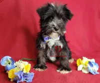 Tyson, a male Miniature Schnauzer for sale in Fairhope, AL – Photo 7 of 10