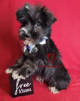 Tyson, a male Miniature Schnauzer for sale in Fairhope, AL – Photo 2 of 10