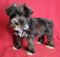 Tyson, a male Miniature Schnauzer for sale in Fairhope, AL – Photo 4 of 10