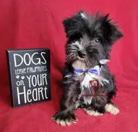 Tyson, a male Miniature Schnauzer for sale in Fairhope, AL – Photo 5 of 10