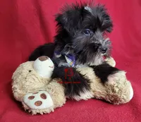 Tyson, a male Miniature Schnauzer for sale in Fairhope, AL – Photo 8 of 10