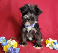 Tyson, a male Miniature Schnauzer for sale in Fairhope, AL – Photo 6 of 10