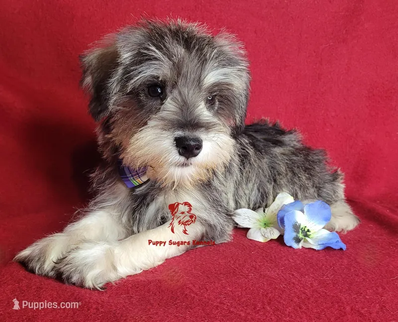 Tyson – Miniature Schnauzer puppy for sale in Fairhope, AL