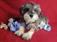 Tyson, a male Miniature Schnauzer for sale in Fairhope, AL – Photo 4 of 9