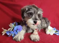 Tyson, a male Miniature Schnauzer for sale in Fairhope, AL – Photo 3 of 9