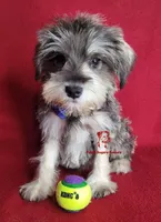 Tyson, a male Miniature Schnauzer for sale in Fairhope, AL – Photo 8 of 9