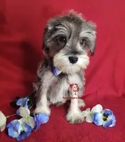 Tyson, a male Miniature Schnauzer for sale in Fairhope, AL – Photo 2 of 9