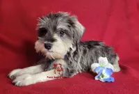 Tyson, a male Miniature Schnauzer for sale in Fairhope, AL – Photo 7 of 9