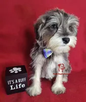 Tyson, a male Miniature Schnauzer for sale in Fairhope, AL – Photo 9 of 9