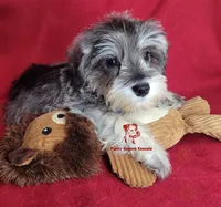 Tyson, a male Miniature Schnauzer for sale in Fairhope, AL – Photo 6 of 9