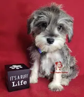 Tyson, a male Miniature Schnauzer for sale in Fairhope, AL – Photo 5 of 9